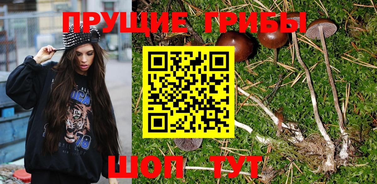 купить  сайты  Вход с VPN  Георгиевск  Галлюциногенные грибы Psilocybe 